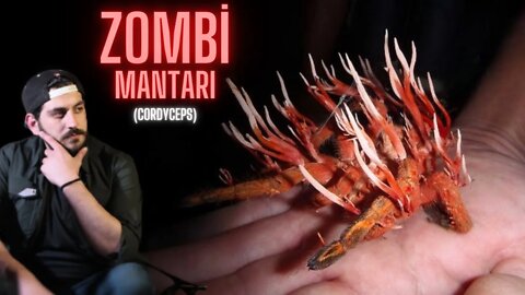 Zombi Mantarı Cordyceps Size Bulaşırsa Ne Olur?