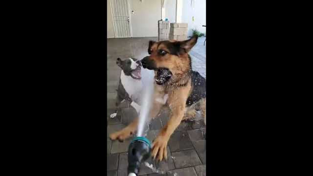 Funny and crazy dogs #shorts