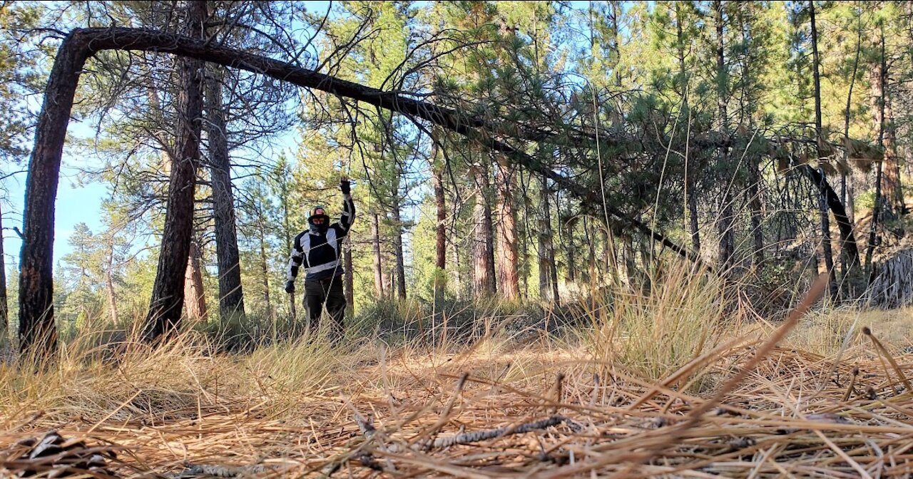 Lassen Tied Trees