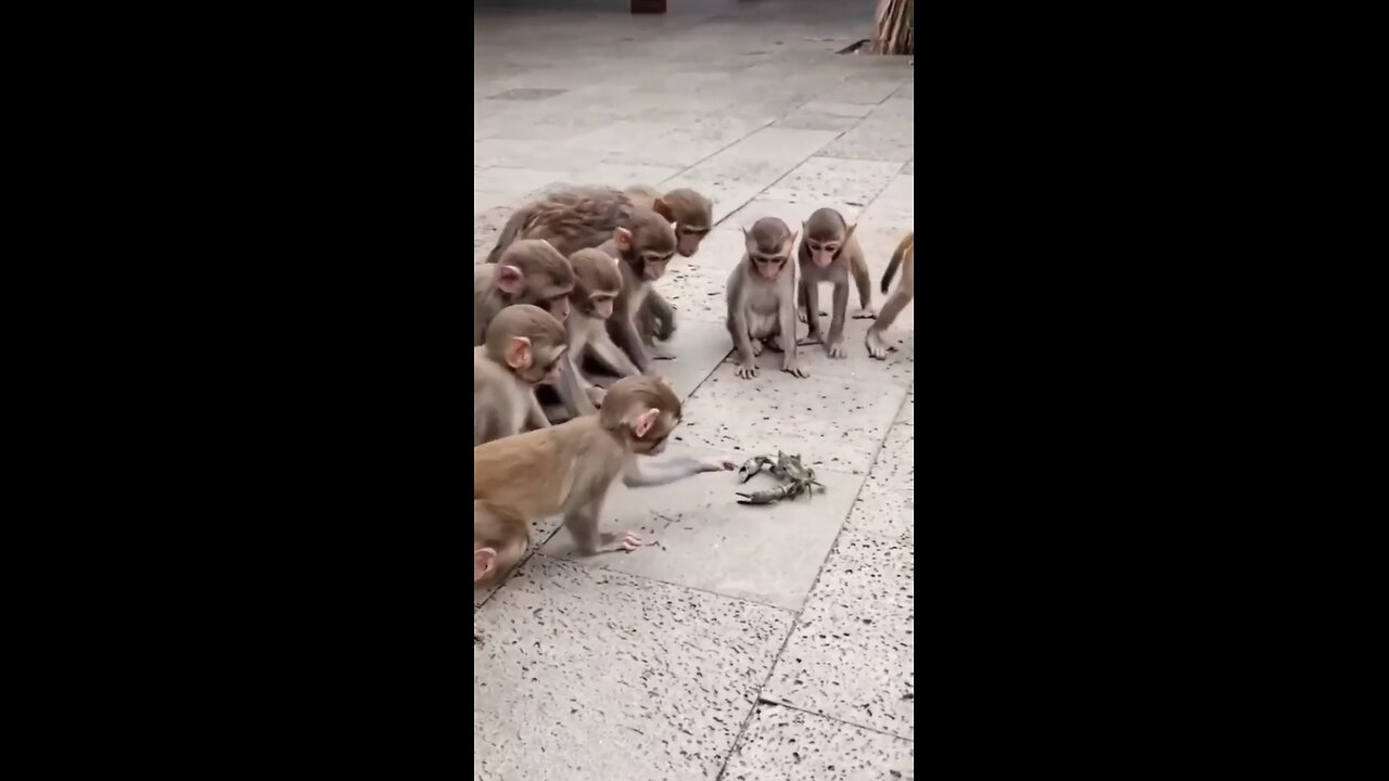 monkey ka comedy videos animals video