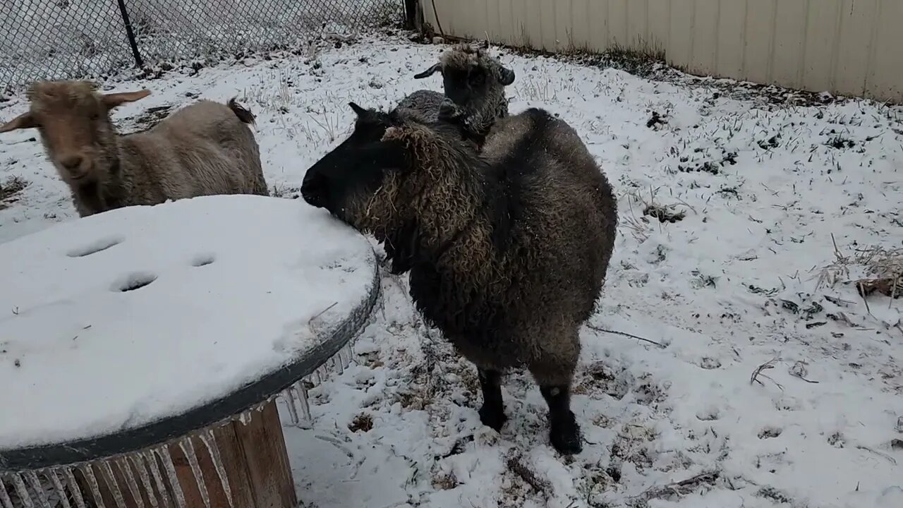 Ancient Guardians Farm Tibetan Mastiffs and Pygora goats