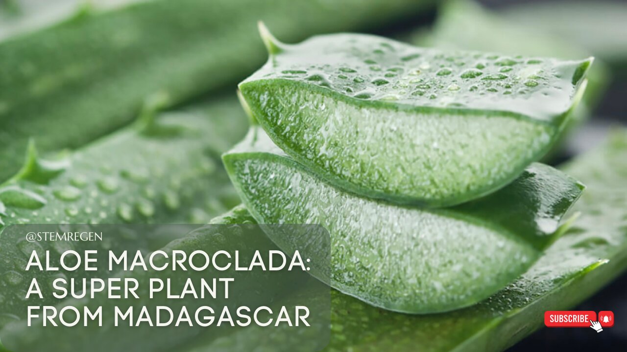 Aloe Macroclada from Madagascar (Segment from Pushing the Limits Podcast with Lisa Tamati)