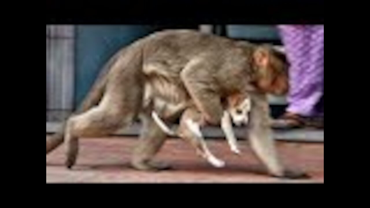 The monkey "kidnapped" the puppy ... The next day, people were in shock from what they saw