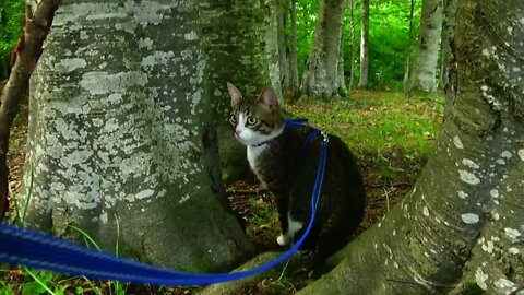 Kitten Explores the Forest