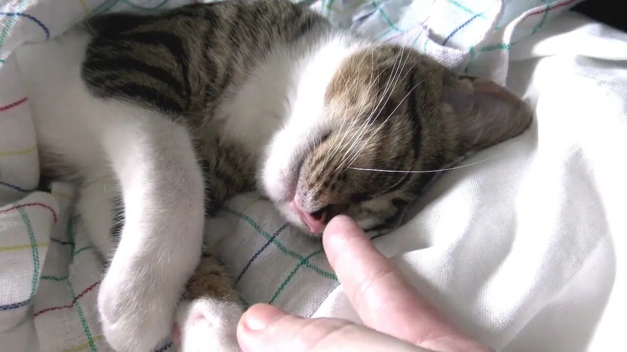 Baby Cat Has His Own Bed