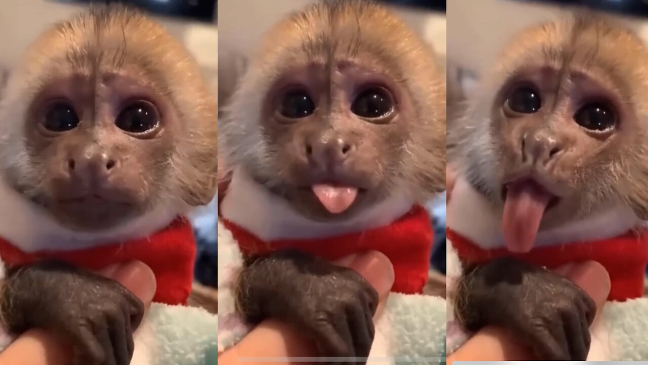 Beauty of nature - cute money, funny monkey moments