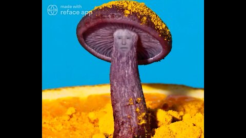 The Ultimate Joe Biden Mushroom Meme! 🍄