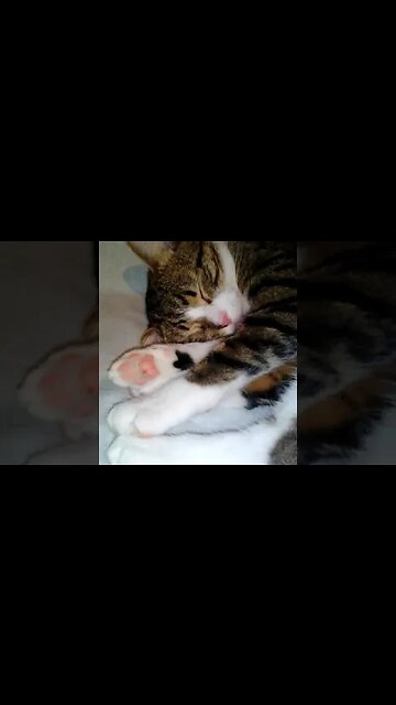 Cat Put His Paws on His Nose #shorts