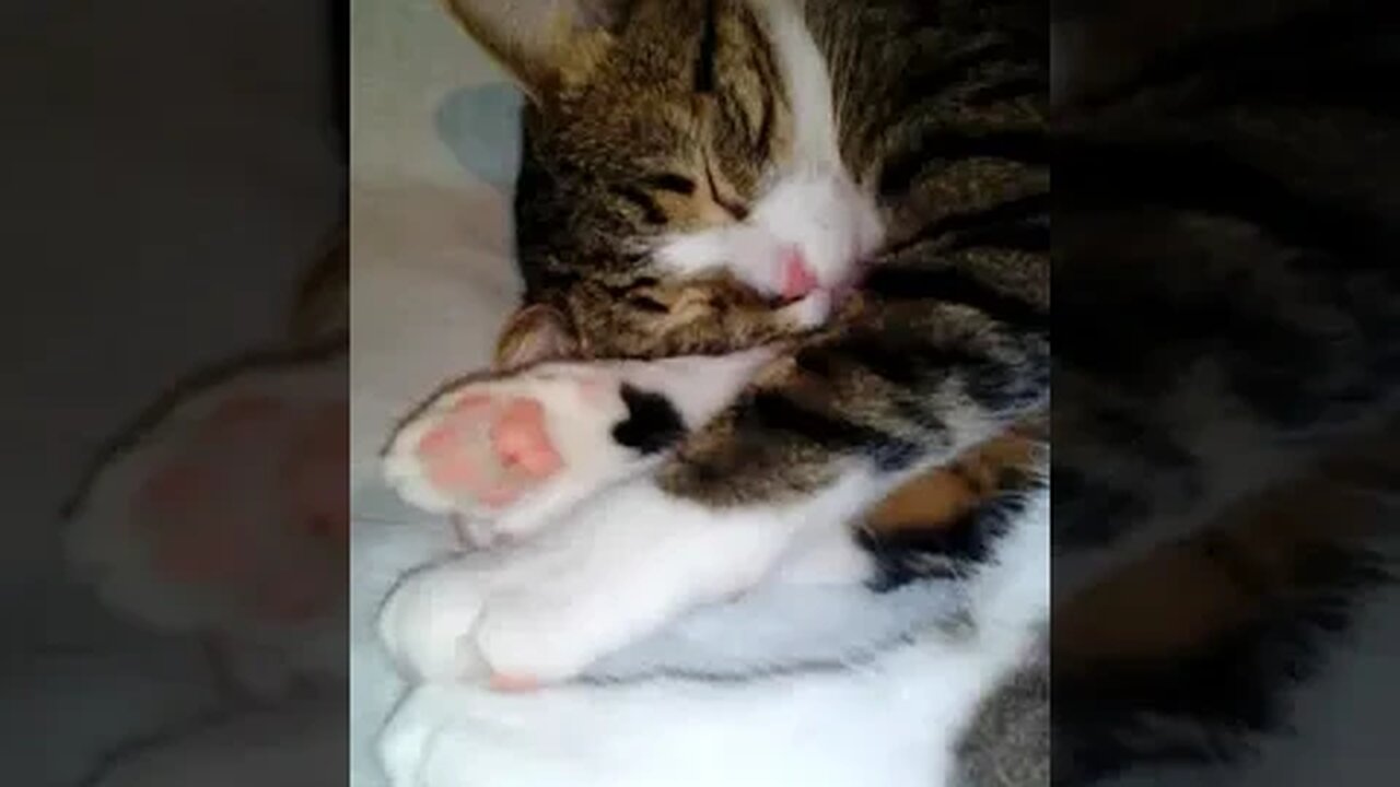 Cat Put His Paws on His Nose #shorts