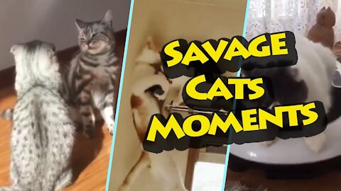 Savage Cats Moments