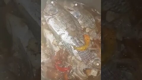 Fish cooked in vinegar- paksiu in tagalog- filipino food