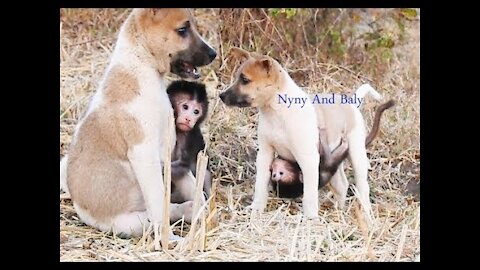 BEST VIDEOS Of Baby Love puppy Nyny Compilation, CUTE And FUNNY Monkey Baby, Cute Animals