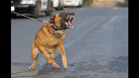 How To Make Your Dog Become Aggressive With Simple Tips