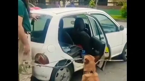 Smart pupper...🐶🐾😅 #shorts #dog #doglover #doglife