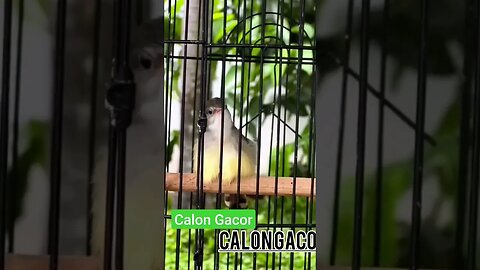 ANAKAN BURUNG CIBLEK MASIH TROTOLAN SUDAH DOR‼️CALON GACOR