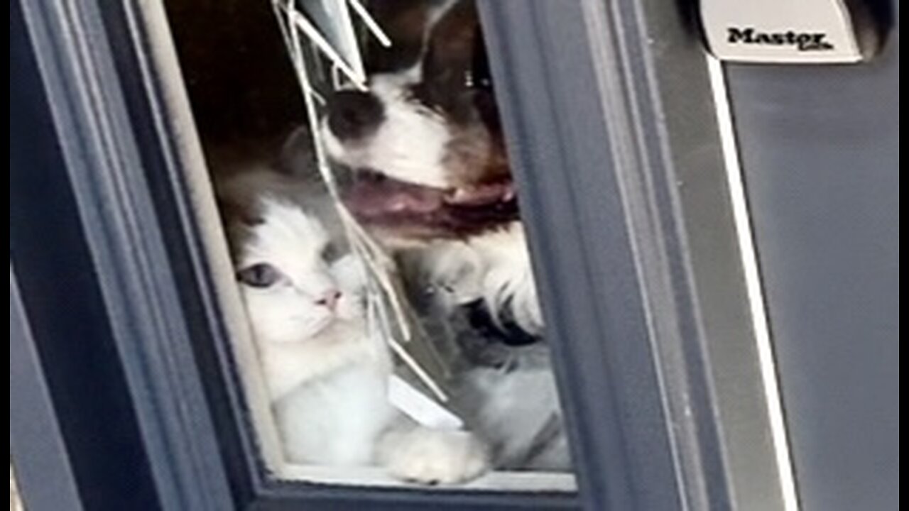 Ragdoll and Cavalier Hilariously watch for guests