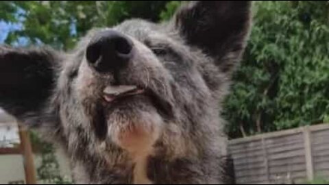 Cão adora comer... pedras?!