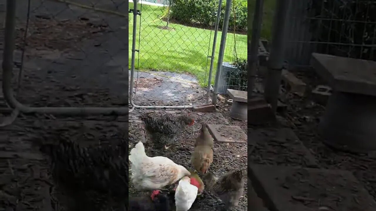 Chickens Devour Frozen Watermelon {TimeLapse}