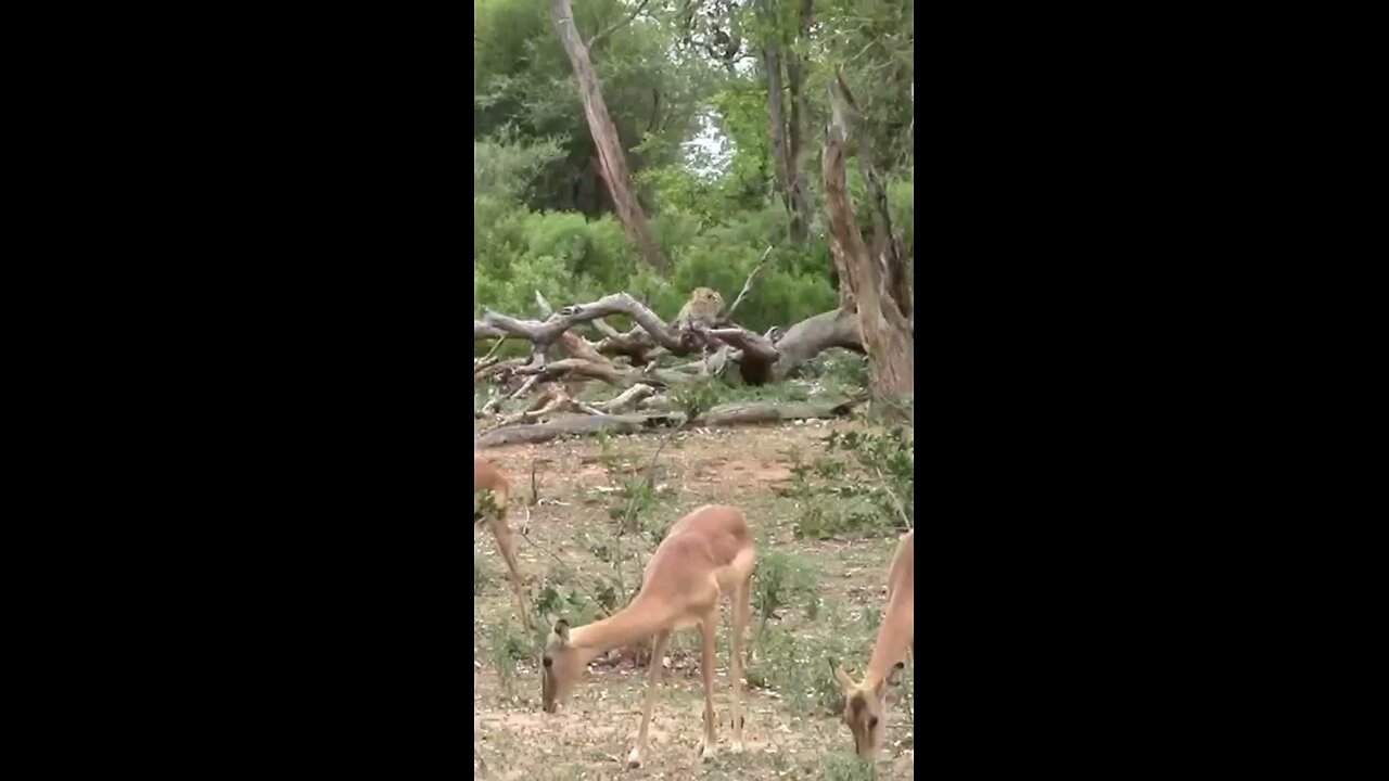 Leopard Stalking Impalas