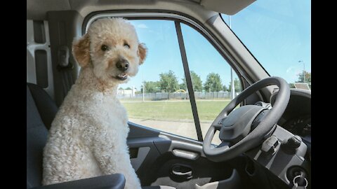 Dogs that love Their Owners SO FUUNY
