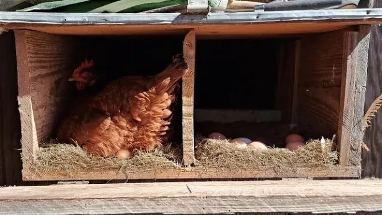 Chicken Coop Idea