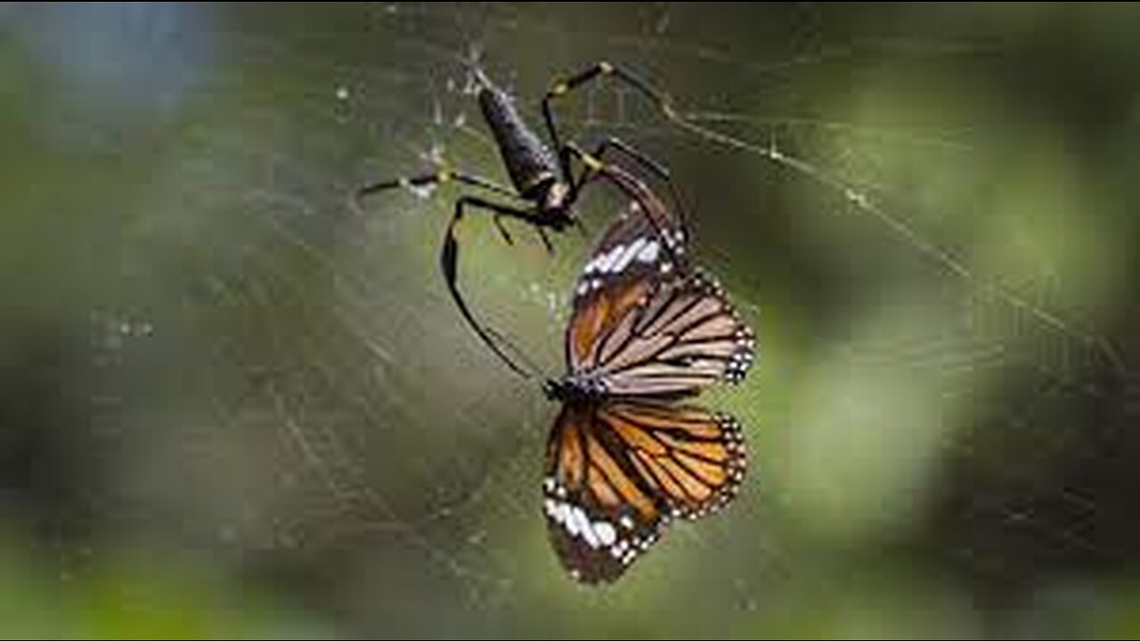 The Toxic Tiger Butterfly | Animal Lovers