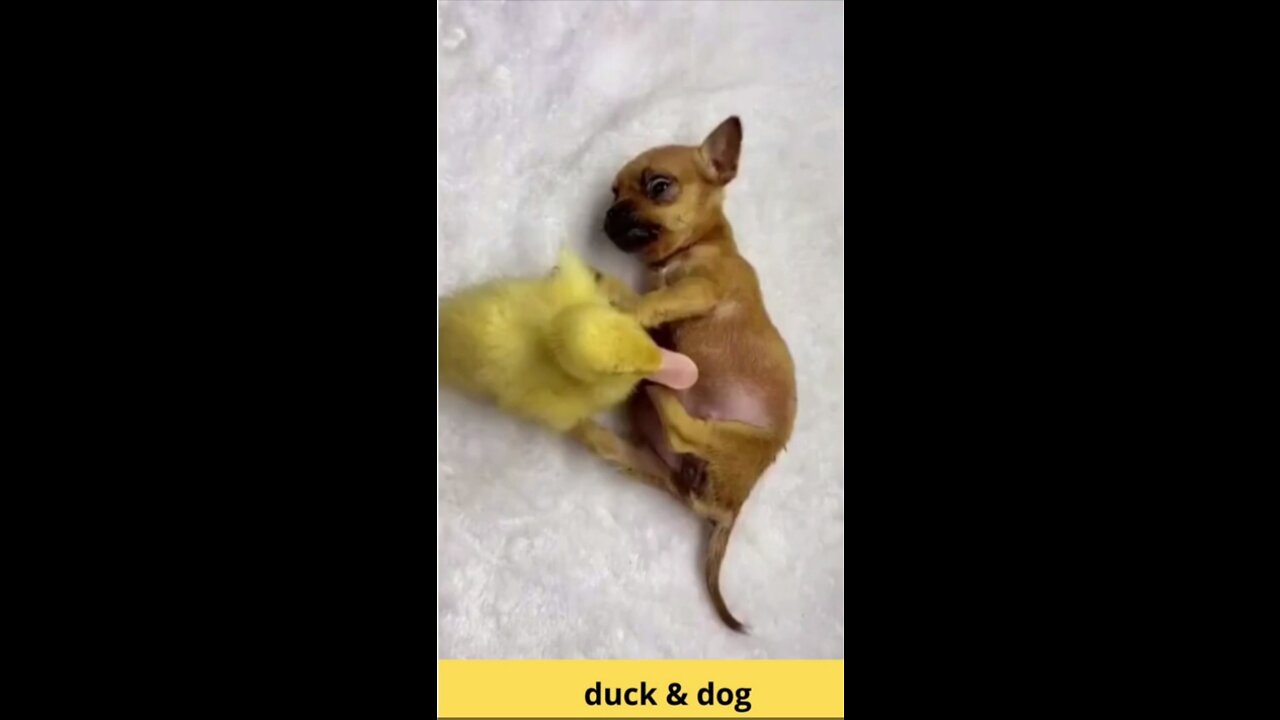 Cute Animal video. So cute dog and duck.