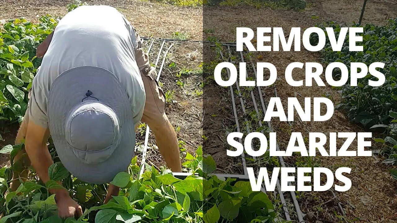 How to Solarize Garden Beds & Feed Your Chickens