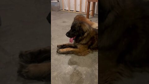 Huge Dogs…