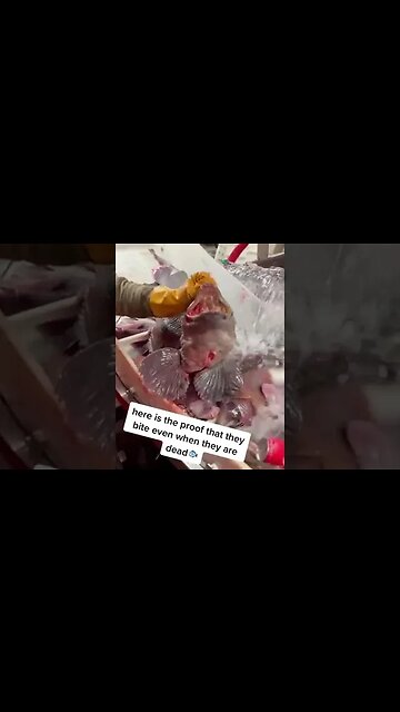 Dead fish that could crush a can of soda?