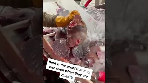 Dead fish that could crush a can of soda?