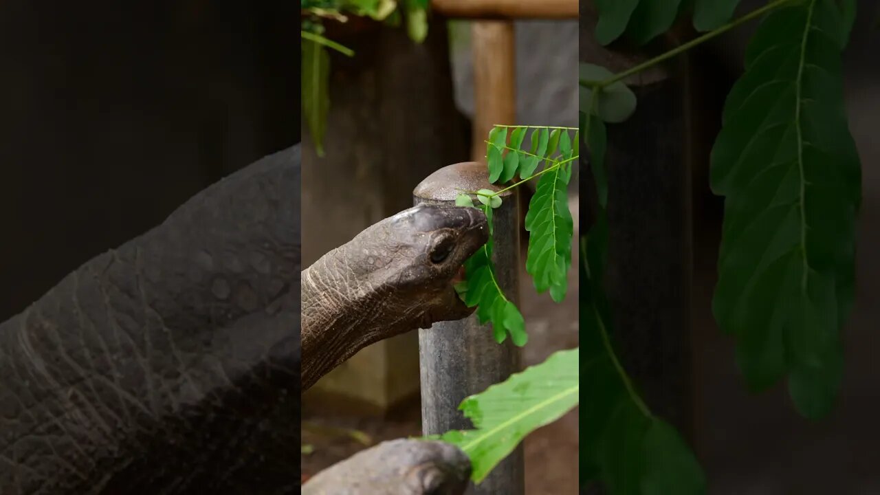 TORTOISE - FUN FACTS #Shorts