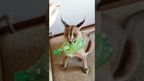 Let go my toy lady! #floppa #caturday #kitty