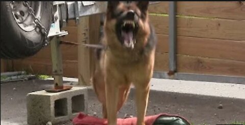 Guard Dog Training Step by Step!