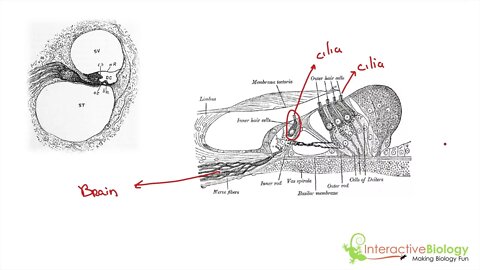 039 The Function of the Organ of Corti