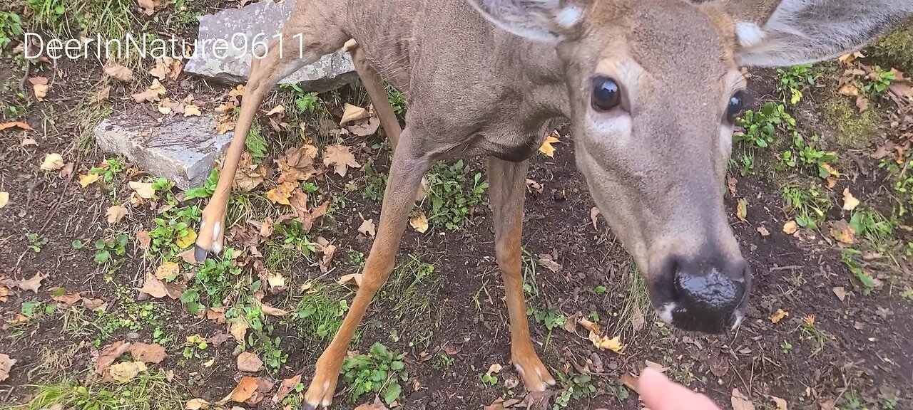 Deer comes looking for treats