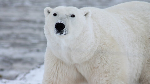 Twilight of the Arctic Ice - An Overview