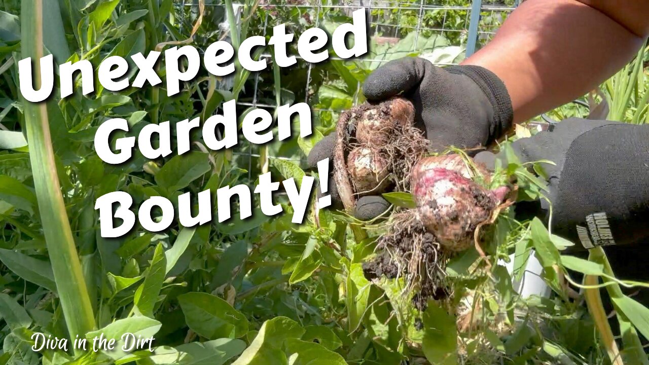 SURPRISE!! 2 YEARS LATER: Harvesting Forgotten Garlic