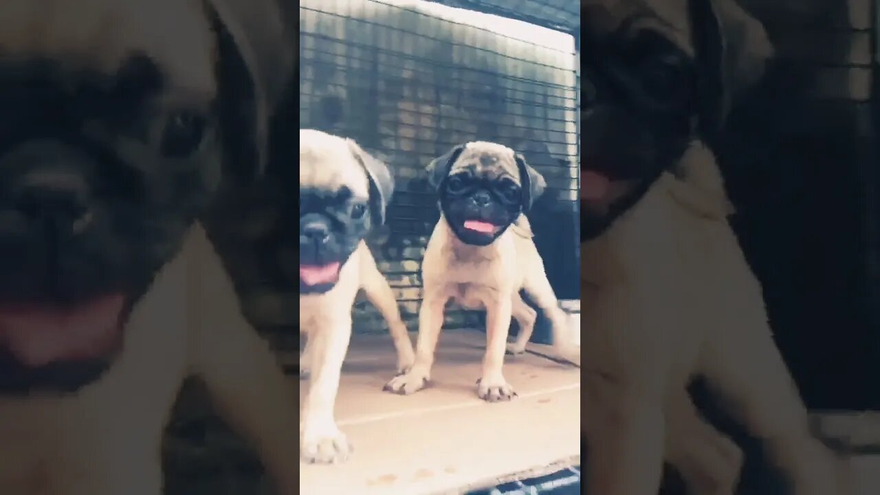 I Dare You Not To Smile #shorts #doglover