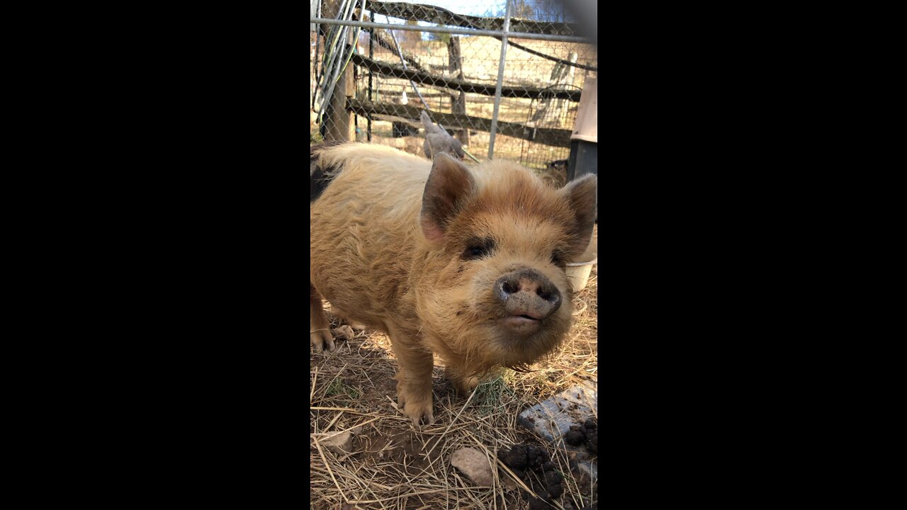 Kune Kune baby pig needs a name.