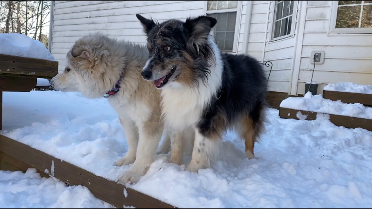 Alaskan Malamute puppy wipes out in the snow