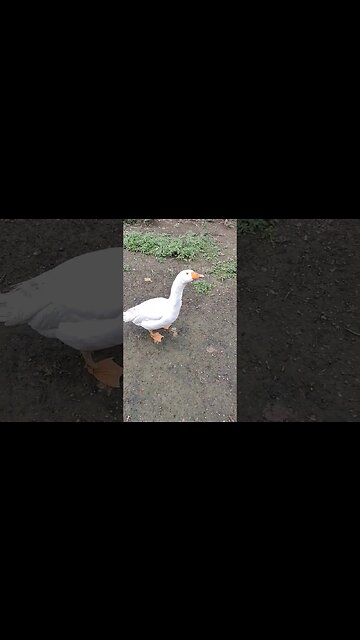 Good Morning Ezra Junior , he has got himself a girlfriend