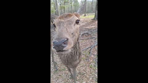 Ruby covered in mud!