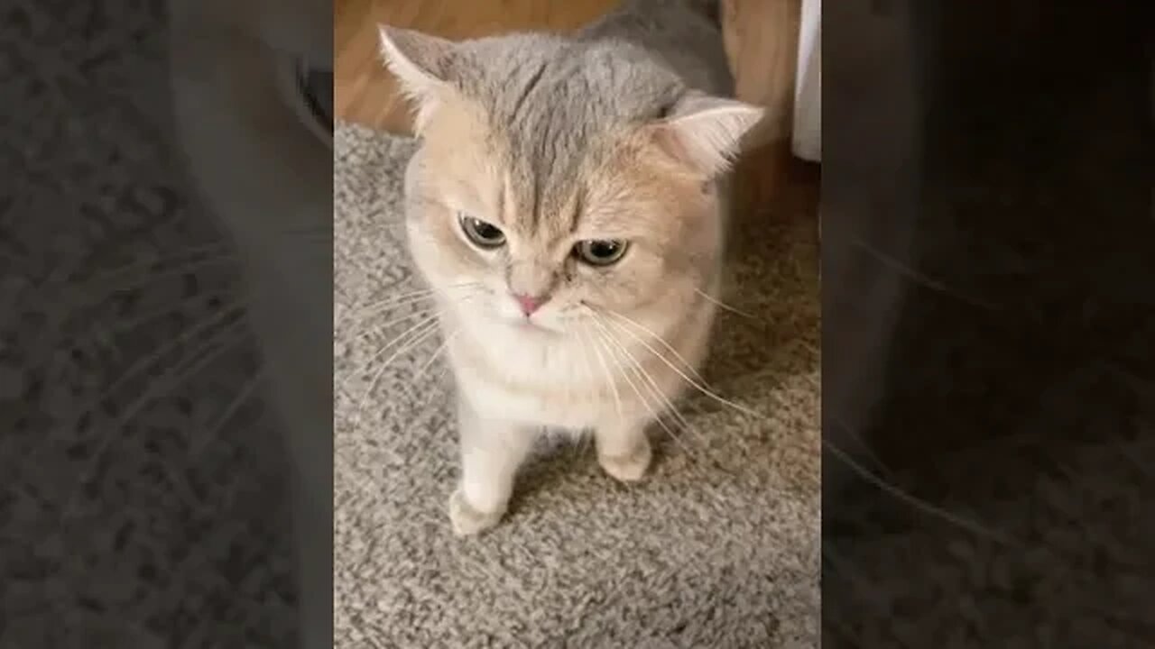 CAT VIDEO