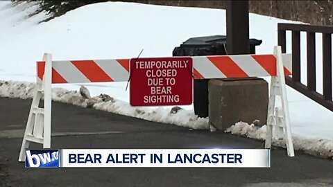 Bear alert in Lancaster