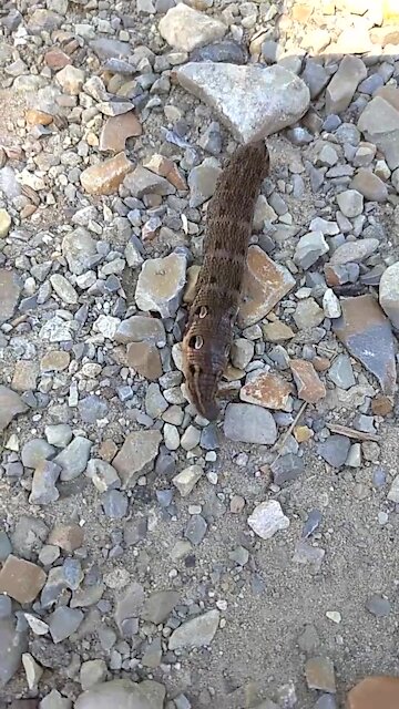 As if a terrible creature, in fact a caterpillar