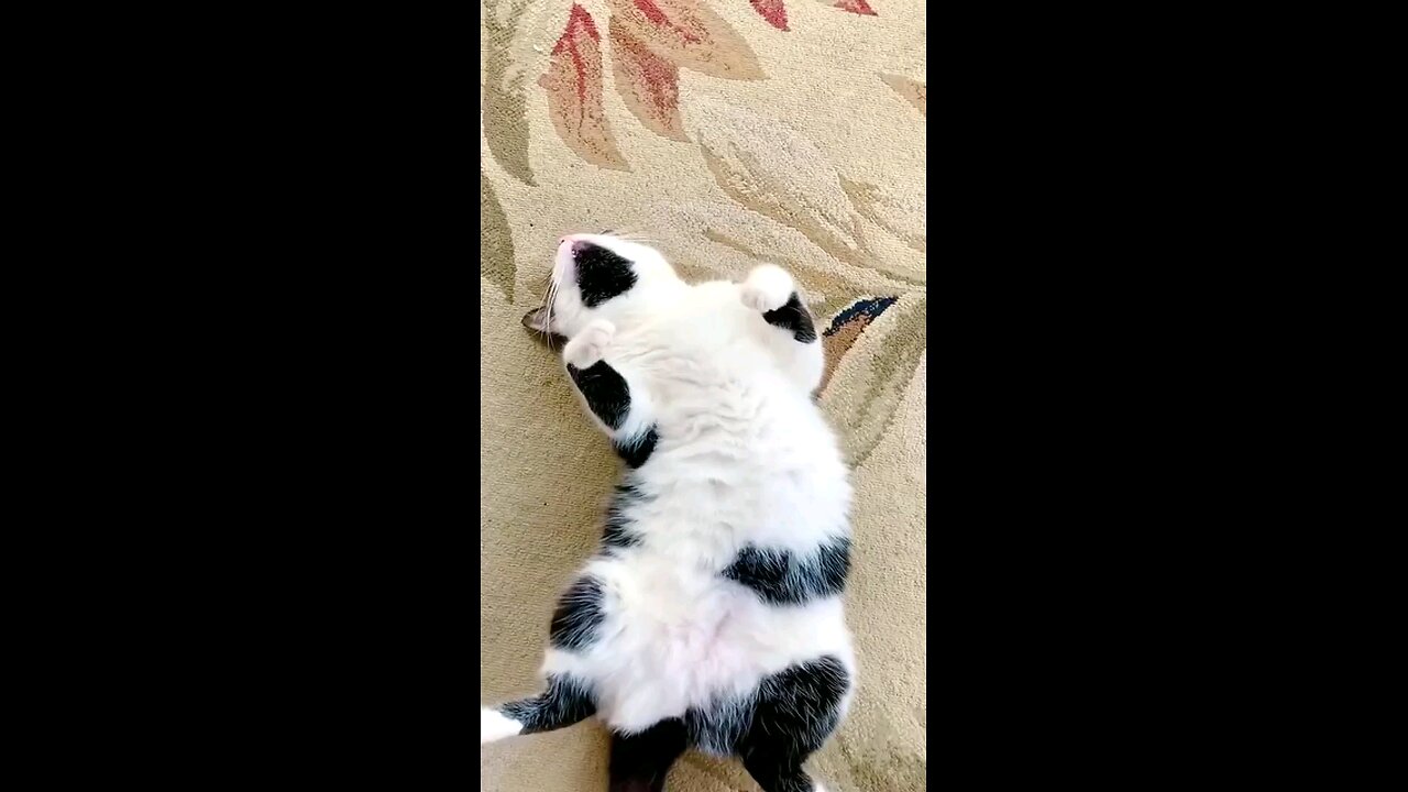 Cute Cat sleeping