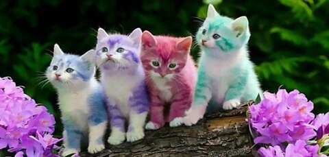 The most beautiful cats in the world