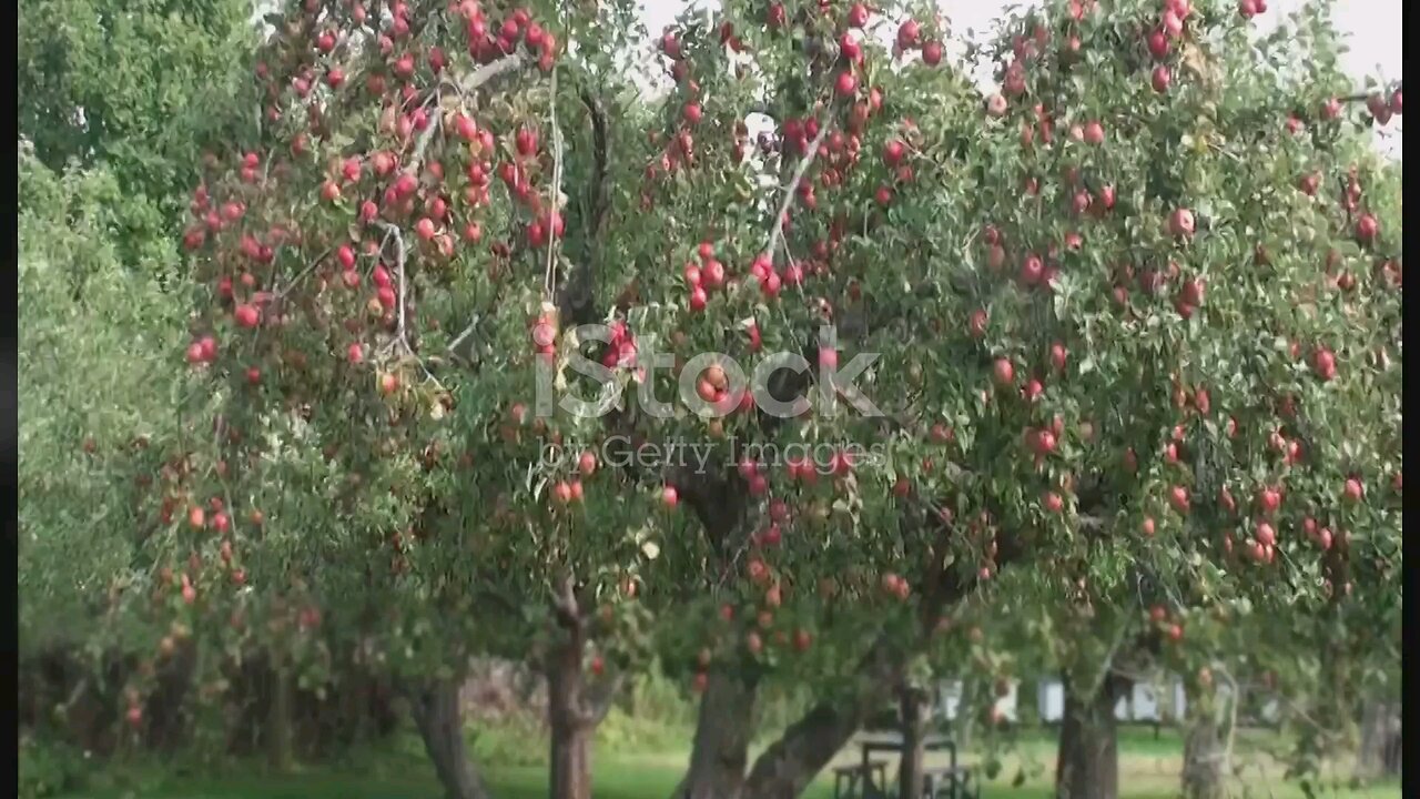 The Apple Tree and the Farmer