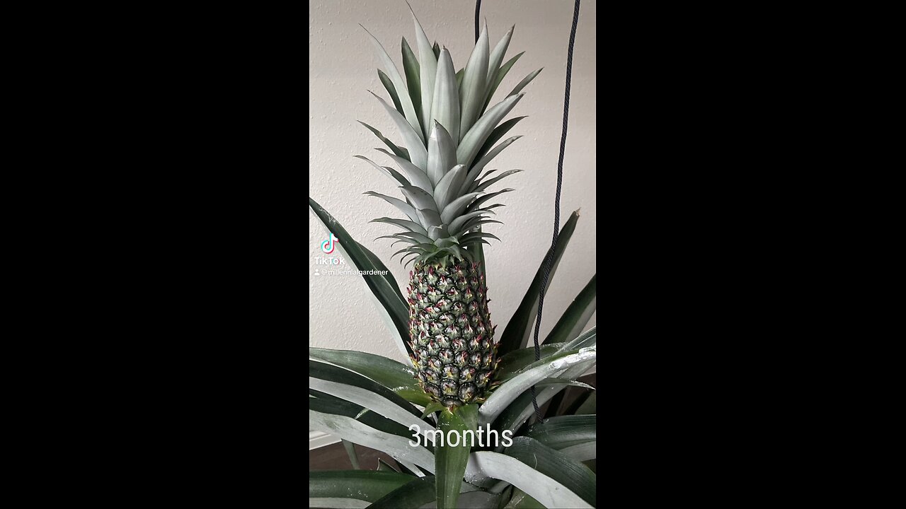 4 Month Update on Pineapple